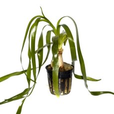 Crinum thaianum, Thailändische Hakenlilie Zwiebel im Topf