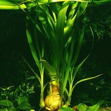 Crinum thaianum, Thailändische Hakenlilie Zwiebel im Topf