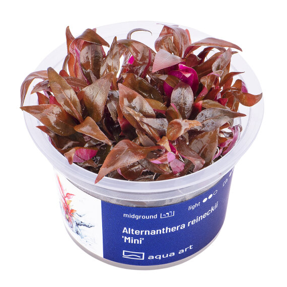 Alternanthera reineckii Mini InVitro