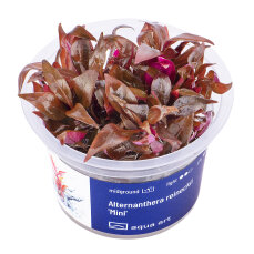 Alternanthera reineckii Mini InVitro
