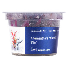 Alternanthera reineckii Mini InVitro