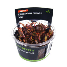 Alternanthera reineckii Mini InVitro