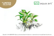 Anubias barteri Petite InVitro