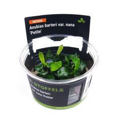 Anubias barteri Petite InVitro