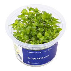 Bacopa caroliniana in-vitro