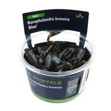 Bucephalandra brownie Blue InVitro