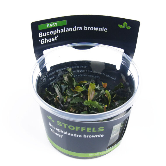 Bucephalandra brownie Ghost InVitro