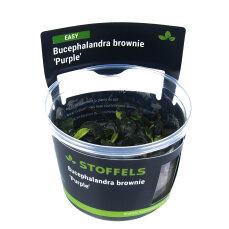 Bucephalandra brownie Purple InVitro