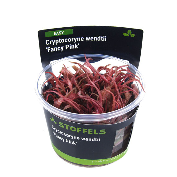 Cryptocoryne wendtii Fancy Pink InVitro