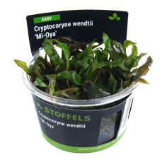 Cryptocoryne wendtii Mi Oya in-vitro