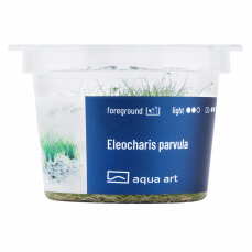 Eleocharis parvula -Teppich-Nadelsimse InVitro Pflanze