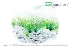 Eleocharis parvula -Teppich-Nadelsimse InVitro Pflanze