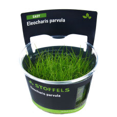 Eleocharis parvula -Teppich-Nadelsimse InVitro Pflanze