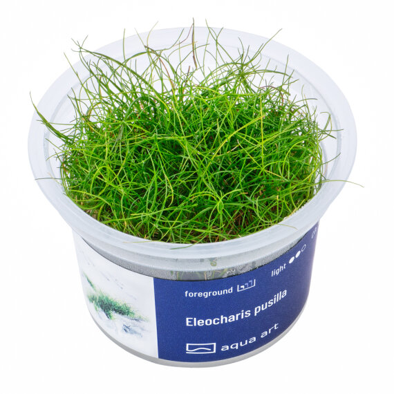 Eleocharis pusilla, Bodendecker, InVitro Pflanze