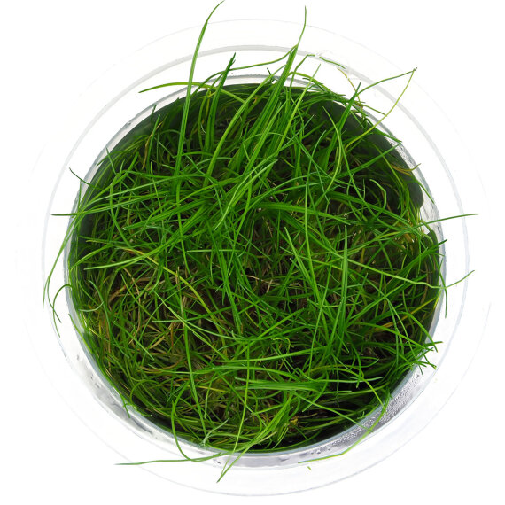 Eleocharis pusilla, Bodendecker, InVitro Pflanze