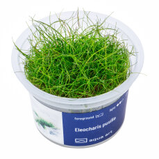 Eleocharis pusilla, Bodendecker, InVitro Pflanze