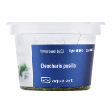 Eleocharis pusilla, Bodendecker, InVitro Pflanze