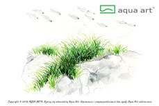 Eleocharis pusilla, Bodendecker, InVitro Pflanze