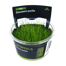 Eleocharis pusilla, Bodendecker, InVitro Pflanze
