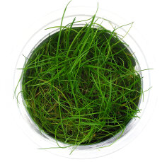 Eleocharis pusilla, Bodendecker, InVitro Pflanze