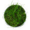 Eleocharis pusilla, Bodendecker, InVitro Pflanze