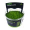 Eleocharis pusilla, Bodendecker, InVitro Pflanze