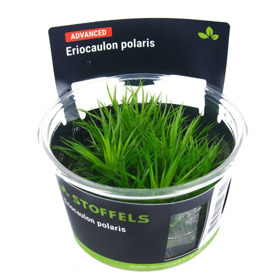 Eriocaulon polaris InVitro, Vorder- bis Mittelgrund Pflanze