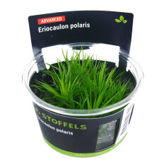 Eriocaulon polaris InVitro, Vorder- bis Mittelgrund Pflanze