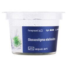 Glossostigma elatinoides in-vitro