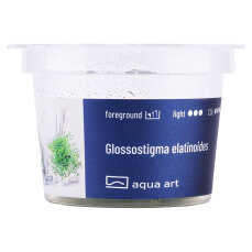 Glossostigma elatinoides InVitro