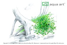 Glossostigma elatinoides InVitro