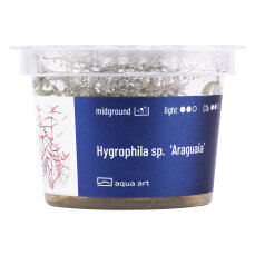 Hygrophila lancea Araguaia In-vitro