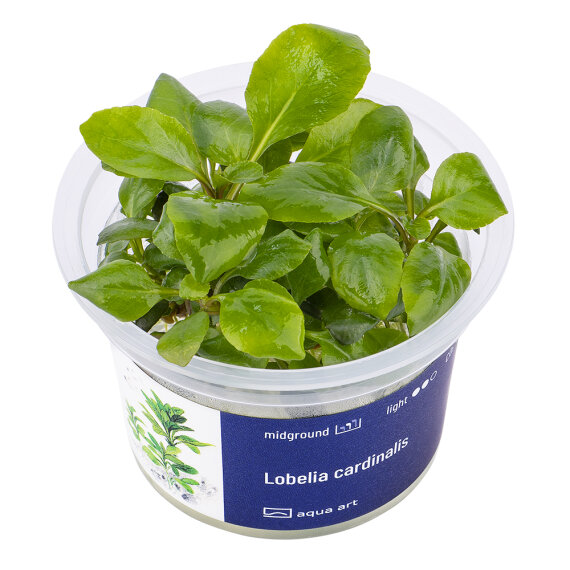 Lobelia cardinalis InVitro Pflanze, Farbintensive Akzente