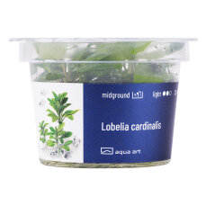 Lobelia cardinalis in-vitro