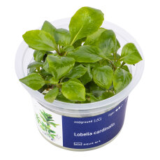 Lobelia cardinalis InVitro Pflanze, Farbintensive Akzente
