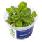 Lobelia cardinalis InVitro Pflanze, Farbintensive Akzente