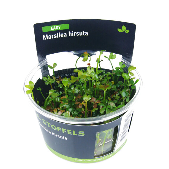 Marsilea hirsuta - Kleefarn InVitro Pflanze von Stoffels