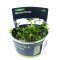 Marsilea hirsuta - Kleefarn InVitro Pflanze von Stoffels