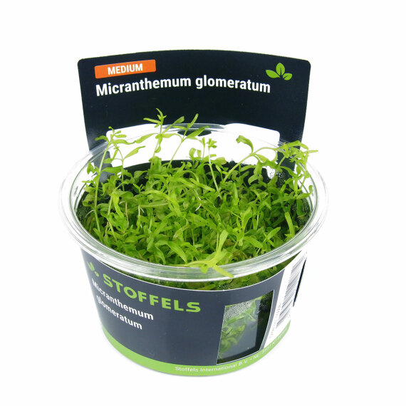 Micranthemum glomeratum in-vitro