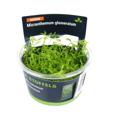 Micranthemum glomeratum InVitro