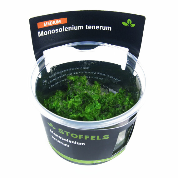 Monosolenium tenerum in-vitro