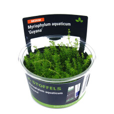 Myriophylum aquaticum Guyana InVitro