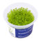 Myriophylum aquaticum Guyana in-vitro