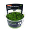 Myriophylum aquaticum Guyana InVitro