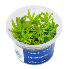 Pogostemon helferi - Kleiner Wasserstern InVitro Pflanze