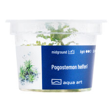 Pogostemon helferi - Kleiner Wasserstern InVitro Pflanze