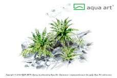 Pogostemon helferi - Kleiner Wasserstern InVitro Pflanze