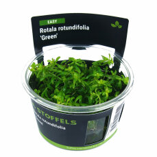 Rotala rotundifolia Green in-vitro