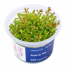 Rotala rotundifolia Hra In-vitro