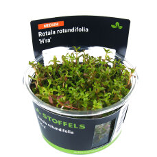 Rotala rotundifolia Hra InVitro